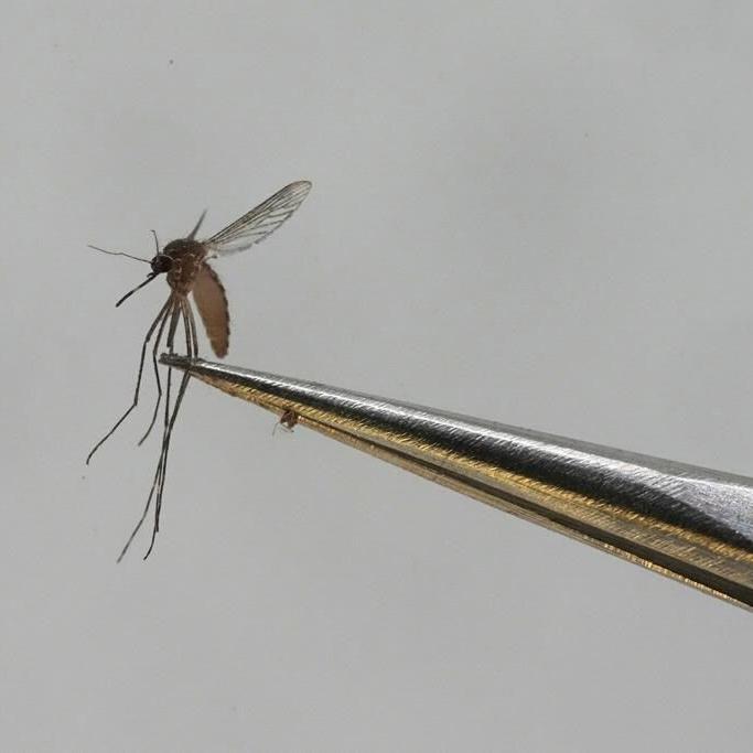 Scientific report urges debate on genetic modification to control insect pests